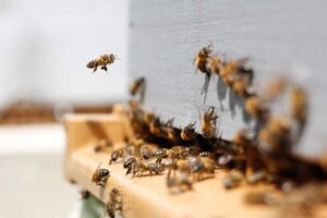 Producción apícola en Uruguay: retos y esperanzas en un contexto ambiental y sanitario complejo